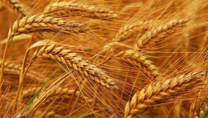 ՌԴ-ն կարգելի դեպի Հայաստան ցորենի արտահանումը