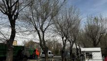 ՔՊ-ական իշխանությունները կրկին կանաչած ծառեր են ապամոնտաժում